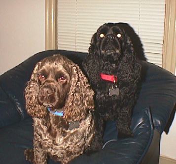 Griffin and Kelton